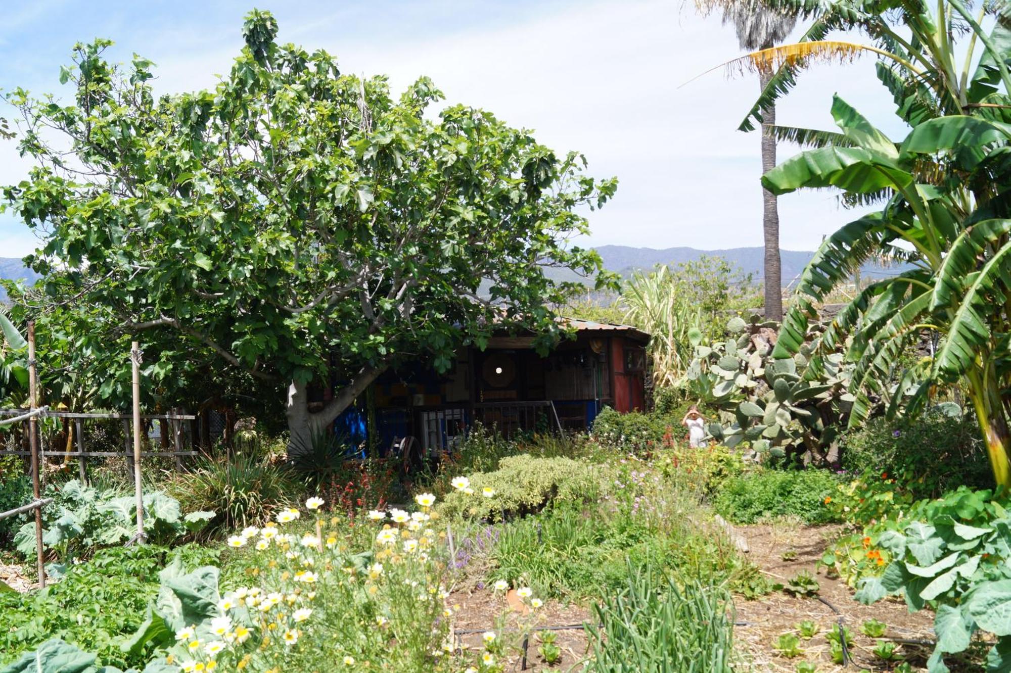 Villa La Casita Del Jardinero Los Llanos De Aridane Exterior foto